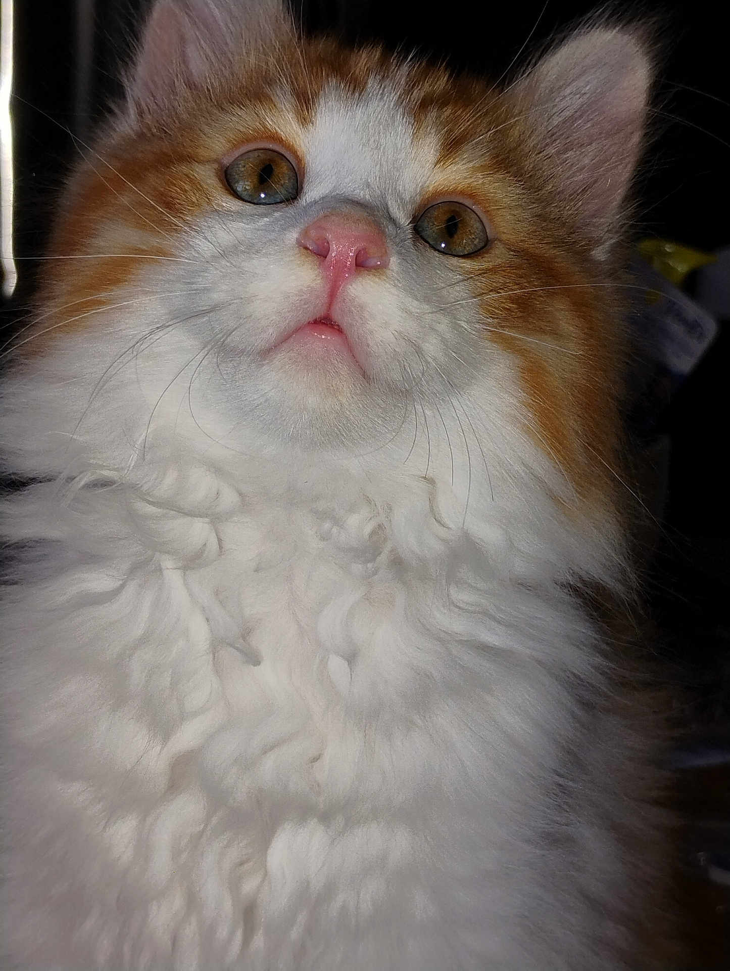 Ginger joined the competition — help win amazing prizes! cat, fluffy, orange, white, close_up, pet, animal, curious, fur, whiskers, nose, ears, portrait, indoor, soft, cute, mammal, face, alert, young