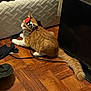 animal, black_tv, cable, cat, clothes, curious, domestic_cat, feline, flooring, headband, household, indoor, mattress, orange_cat, pet, resting, tabby, television, white_paws, wooden_floor