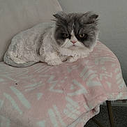 Georgie is registered to the contest to win money with this photo: cat, fluffy, gray, white, grumpy, animal, pet, indoor, blanket, chair, furniture, carpet, relaxed, cute, mammal, domestic, fur, resting, home, cozy