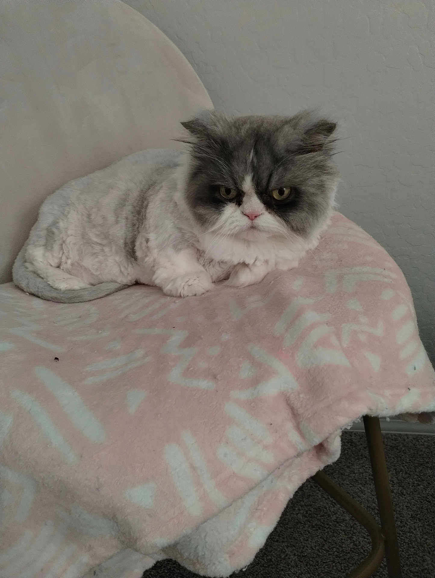 Georgie