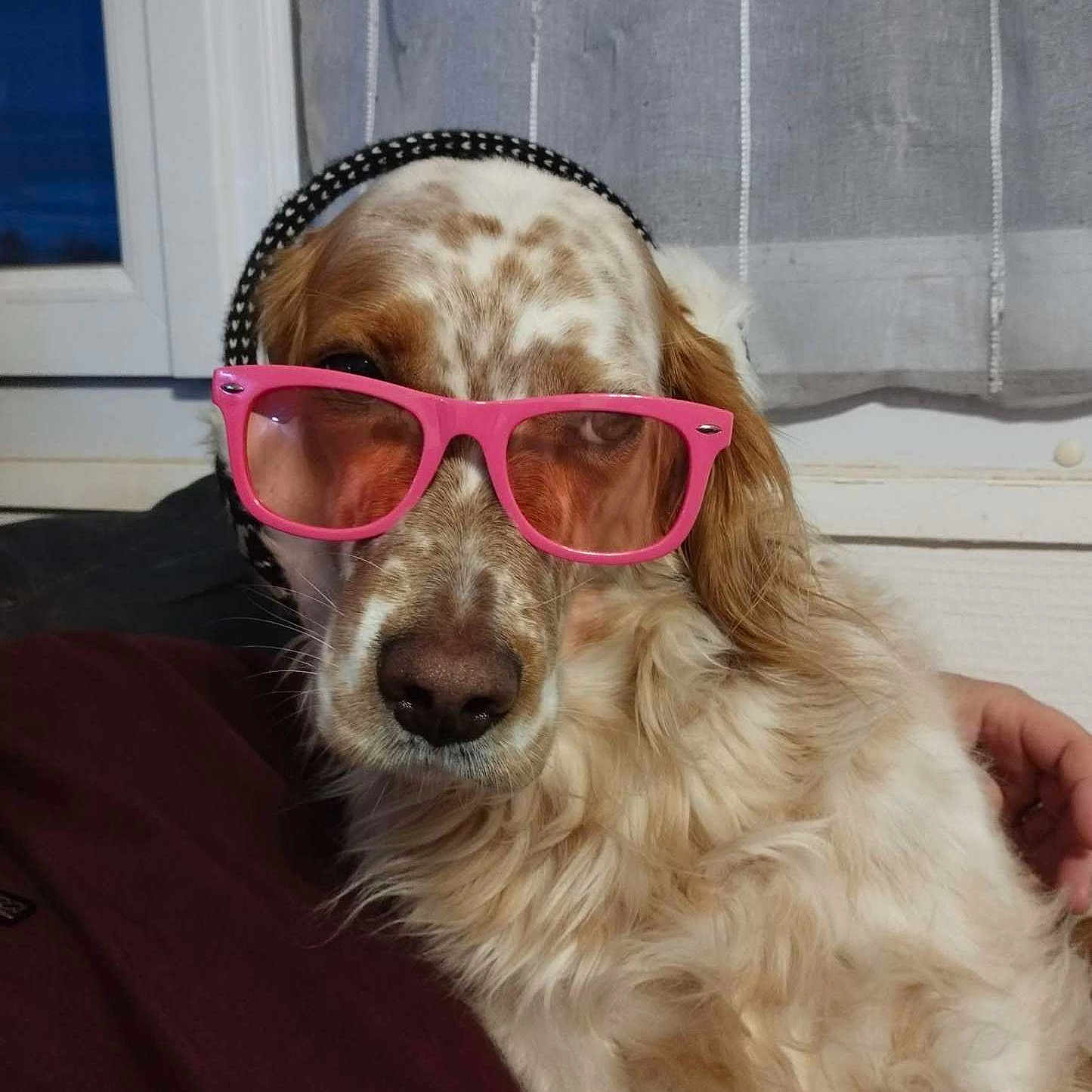 Olya participe au concours pour gagner de l'argent avec cette photo : accessories, animal, architecture, building, canine, cockerspaniel, dog, door, face, glasses, head, hound, outdoors, person, pet, photography, portrait, puppy, shelter, sunglasses