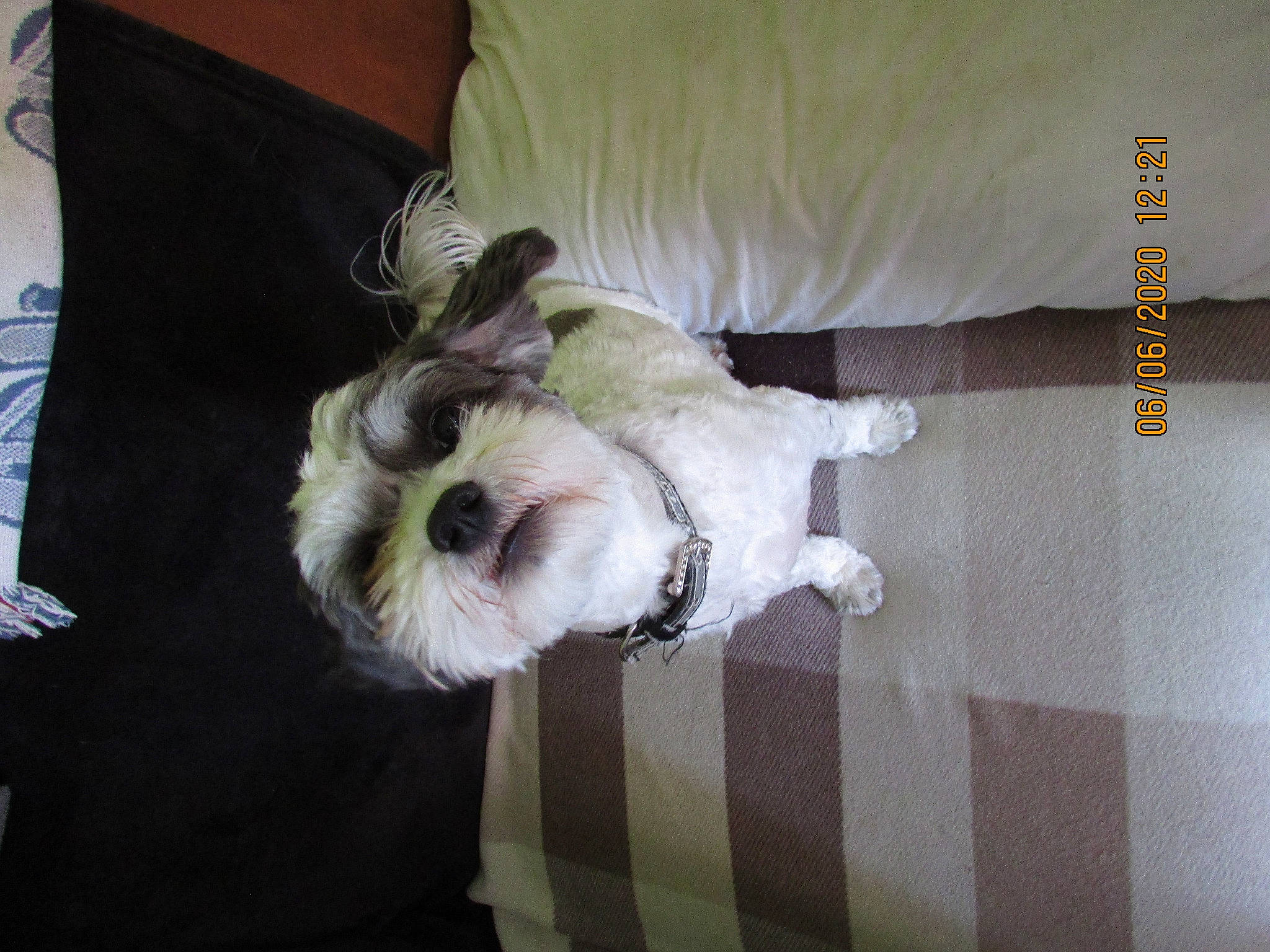 Sam a rejoint le concours — aidez-le/la à gagner de superbes lots ! canidae, carnivore, comfort, companion_dog, couch, dog, dog_breed, dog_supply, fawn, felidae, linens, paw, small_terrier, small_to_medium_sized_cats, snout, sporting_group, tail, terrier, toy_dog, whiskers