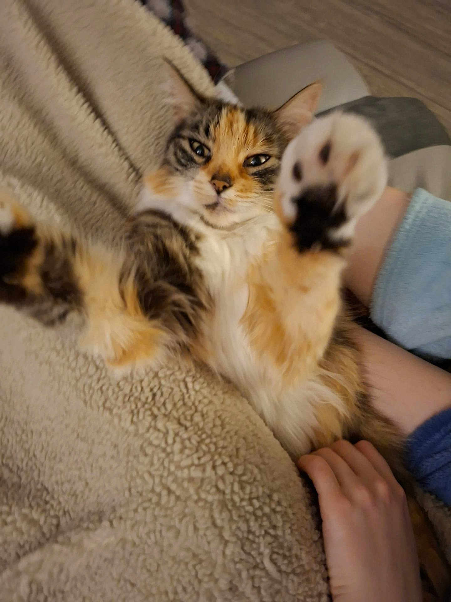 Nala participe au concours pour gagner de l'argent avec cette photo : cat, calico_cat, paw, front_paw, blanket, fur, whiskers, eyes, face, hand, human_hand, couch, cozy, indoor, pet, closeup, reclining, domestic_animal, cute, relaxed