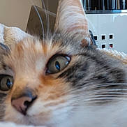 Nala a rejoint le concours — aidez-le/la à gagner de superbes lots ! cat, feline, close_up, whiskers, blanket, fur, eye, nose, ear, pet, cozy, indoor, tabby, portrait, candid, bedding, domestic_animal, shelf, books, living_room