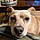 Rosco