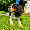 Stella participe au concours pour gagner de l'argent avec cette photo : animal, architecture, building, canine, cockerspaniel, dog, field, grass, grassland, green, lawn, nature, outdoors, pet, plant, puppy, shelter, tree, vegetation, yard