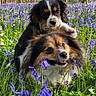 Stella participe au concours pour gagner de l'argent avec cette photo : animal, canine, dog, field, flower, grass, grassland, grove, herbal, herbs, land, nature, outdoors, pet, plant, puppy, purple, tree, vegetation, woodland