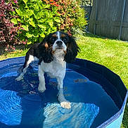 Stella participe au concours pour gagner de l'argent avec cette photo : animal, backyard, canine, dog, grass, herbal, herbs, jar, nature, outdoors, pet, plant, planter, pool, pottedplant, pottery, summer, vase, water, yard
