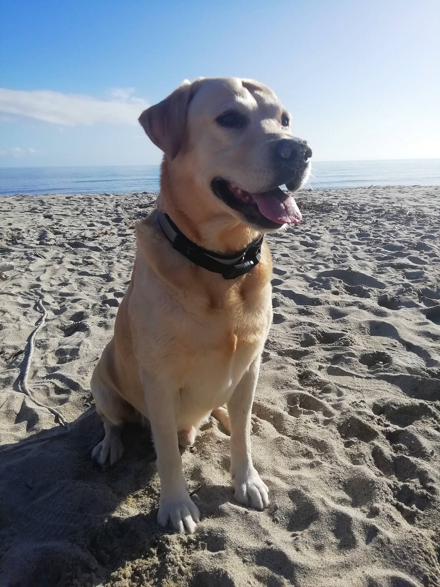 Sam a rejoint le concours — aidez-le/la à gagner de superbes lots ! anatolian_shepherd_dog, broholmer, canidae, carnivore, catahoula_bulldog, dog, dog_breed, fawn, kangal_dog, labrador_retriever, mammal, potcake_dog, retriever, sporting_group, vertebrate