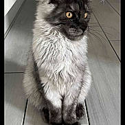 Chaby participe au concours pour gagner de l'argent avec cette photo : cat, feline, pet, indoor, floor, tile, fur, whiskers, ears, eyes, sitting, animal, cute, domestic, mammal, portrait, furry, alert, gray, black