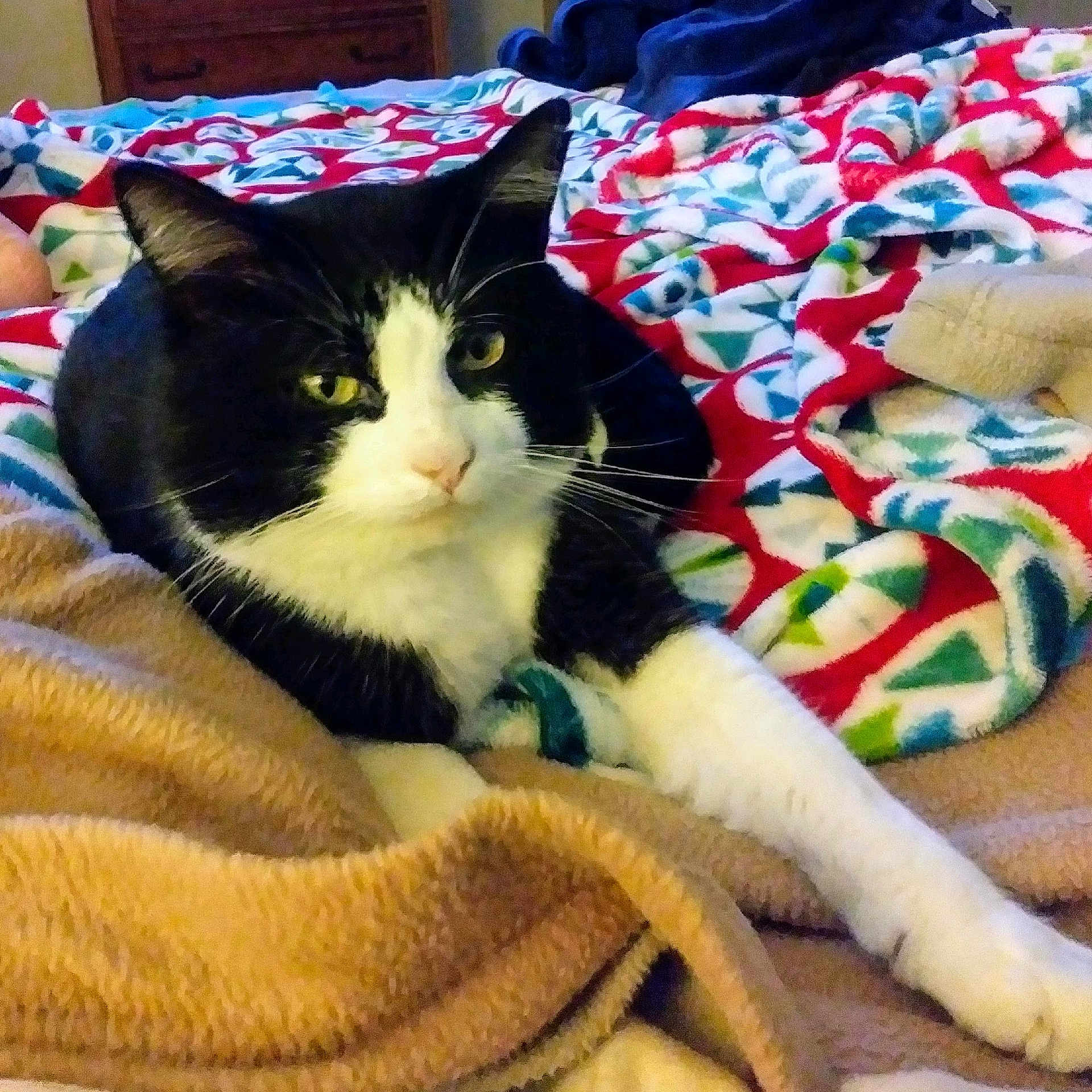 Kobi is registered to the contest to win money with this photo: american_shorthair, carnivore, cat, claw, domestic_short_haired_cat, european_shorthair, felidae, fur, kitten, linens, paw, polydactyl_cat, quilt, small_to_medium_sized_cats, tail, textile, whiskers