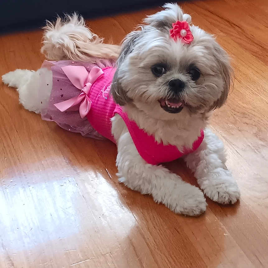Maggie is registered to the contest to win money with this photo: dog, small_dog, pink_clothing, flower_accessory, wooden_floor, pet, cute, happy, indoor, fur, animal, laying_down, tongue_out, playback_controls, media_player, screen_overlay, dress, accessory, floor_reflection, smiling