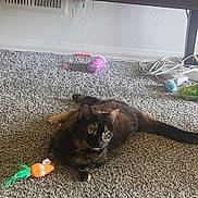 Lyra joined the competition — help win amazing prizes! cat, tortoiseshell, carpet, toy, orange_toy, green_toy, purple_toy, wooden_desk, cables, clutter, indoor, pet, animal, feline, resting, curious, floor, household, room, relaxed