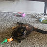 cat, tortoiseshell, carpet, toy, orange_toy, green_toy, purple_toy, wooden_desk, cables, clutter, indoor, pet, animal, feline, resting, curious, floor, household, room, relaxed