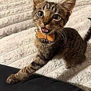 Chopper joined the competition — help win amazing prizes! kitten, tabby, cat, paw, collar, bowtie, pet, feline, whiskers, playful, closeup, indoor, young, cute, animal, fur, claws, texture, background, black