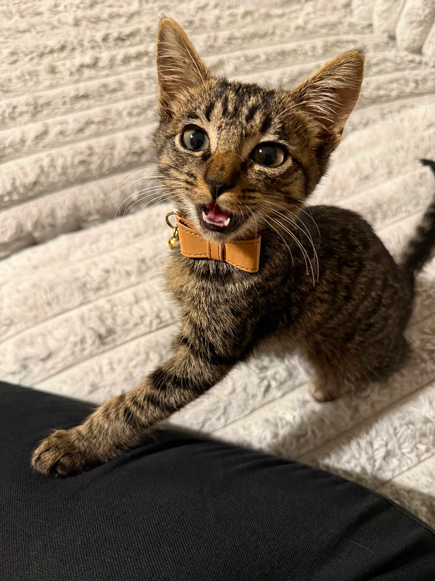Chopper joined the competition — help win amazing prizes! kitten, tabby, cat, paw, collar, bowtie, pet, feline, whiskers, playful, closeup, indoor, young, cute, animal, fur, claws, texture, background, black