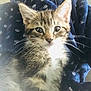 Harry joined the competition — help win amazing prizes! aegean_cat, american_wirehair, asian, carnivore, cat, domestic_short_haired_cat, european_shorthair, fawn, felidae, fur, kitten, mammal, polydactyl_cat, sky, small_to_medium_sized_cats, tabby_cat, whiskers