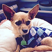 Lloyd is registered to the contest to win money with this photo: canidae, carnivore, chihuahua, companion_dog, corgi_chihuahua, dog, dog_breed, ear, fawn, mammal, nose, puppy, sky, snapshot, snout, sporting_group, toy_dog, vertebrate