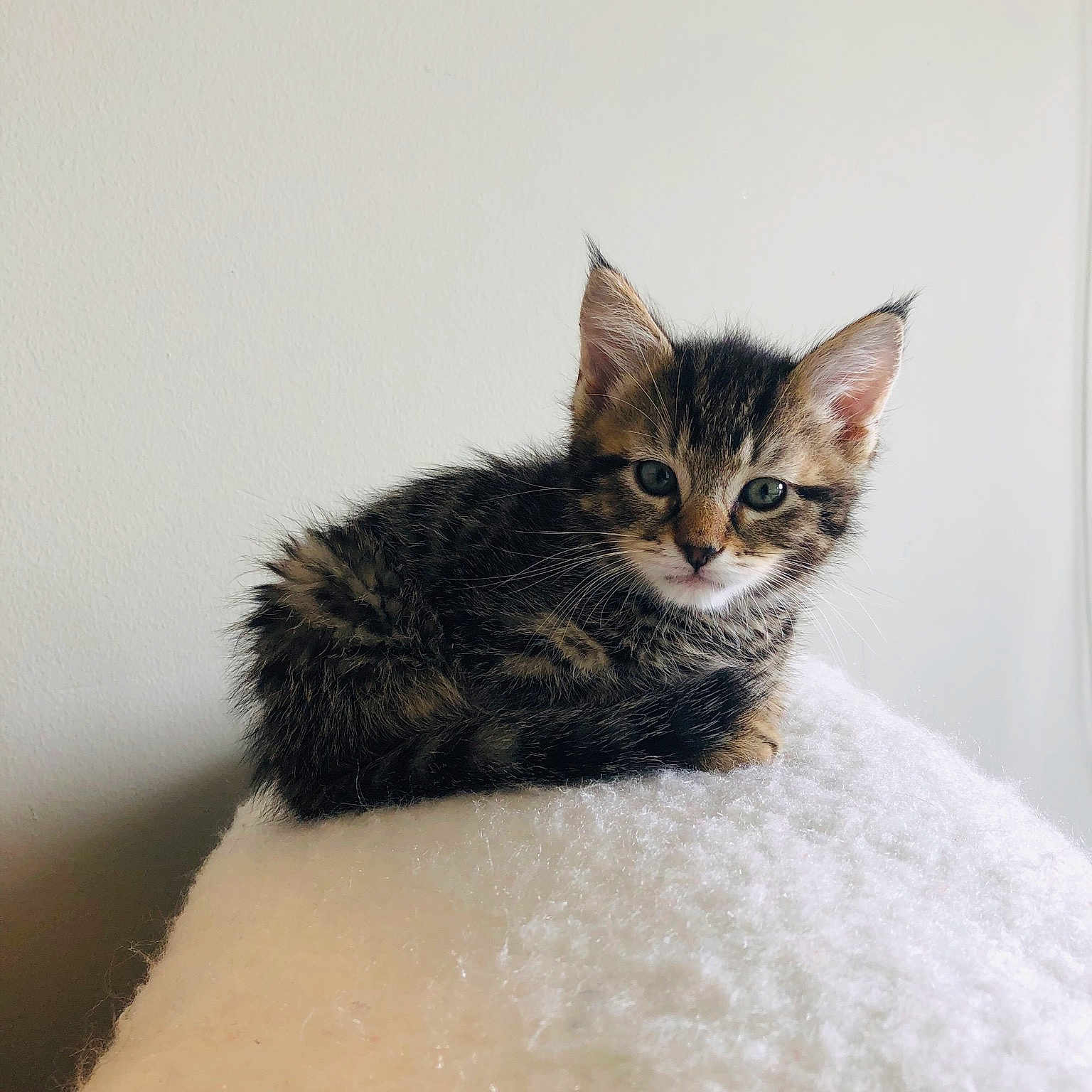 Bobby is registered to the contest to win money with this photo: aegean_cat, american_wirehair, asian, british_semi_longhair, carnivore, cat, domestic_short_haired_cat, dragon_li, european_shorthair, fawn, felidae, fur, kitten, laperm, maine_coon, mammal, small_to_medium_sized_cats, tabby_cat, whiskers