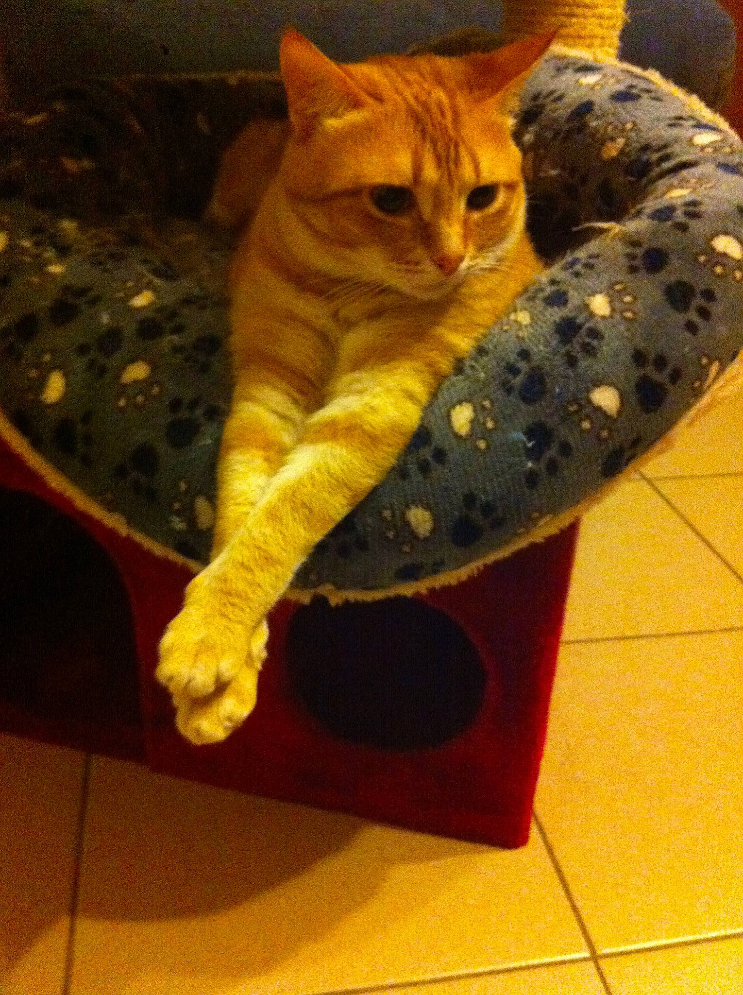 Lilou a rejoint le concours — aidez-le/la à gagner de superbes lots ! carnivore, cat, claw, comfort, domestic_short_haired_cat, electric_blue, fawn, felidae, flooring, foot, fur, human_leg, pattern, paw, sitting, small_to_medium_sized_cats, tail, terrestrial_animal, whiskers, wood