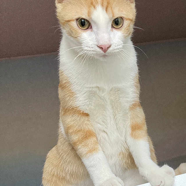 Kyubi