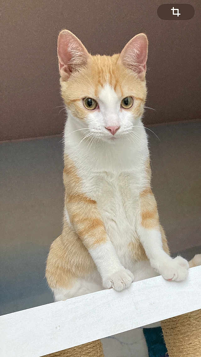 Kyubi