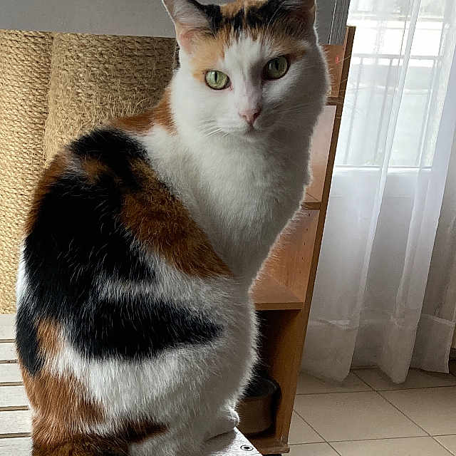 Maya