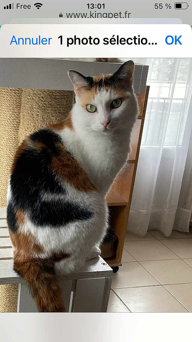 Maya