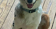 Nala is registered to the contest to win money with this photo: animal, black, brown, canine, collar, companion, cute, dog, ears, eyes, friendly, fur, happy, indoor, pet, sitting, snout, tongue, white, wooden_floor