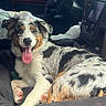 Nala is registered to the contest to win money with this photo: animal, car_interior, dashboard, daylight, dog, ears, fur, happy, indoor, nose, panting, paw, pet, plastic_bag, relaxing, seat, spotted_coat, steering_wheel, tongue_out, window