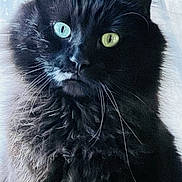 Midnight is registered to the contest to win money with this photo: cat, black_cat, long_fur, heterochromia, blue_eye, green_eye, whiskers, close_up, portrait, animal, pet, feline, fluffy, indoor, soft_light, curious, mystical, face, fur, ears