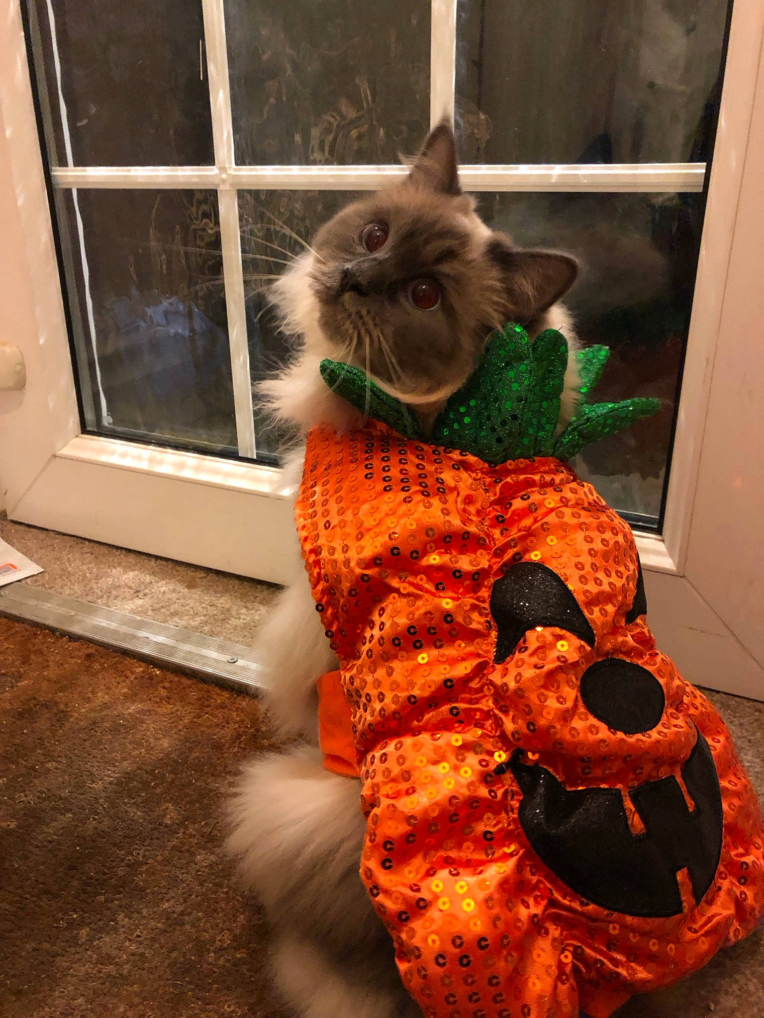 Dolly is registered to the contest to win money with this photo: art, calabaza, carnivore, cat, fawn, felidae, flooring, fur, knitting, pattern, pumpkin, shawl, small_to_medium_sized_cats, snout, stuffed_toy, tail, whiskers, window, wool, woolen