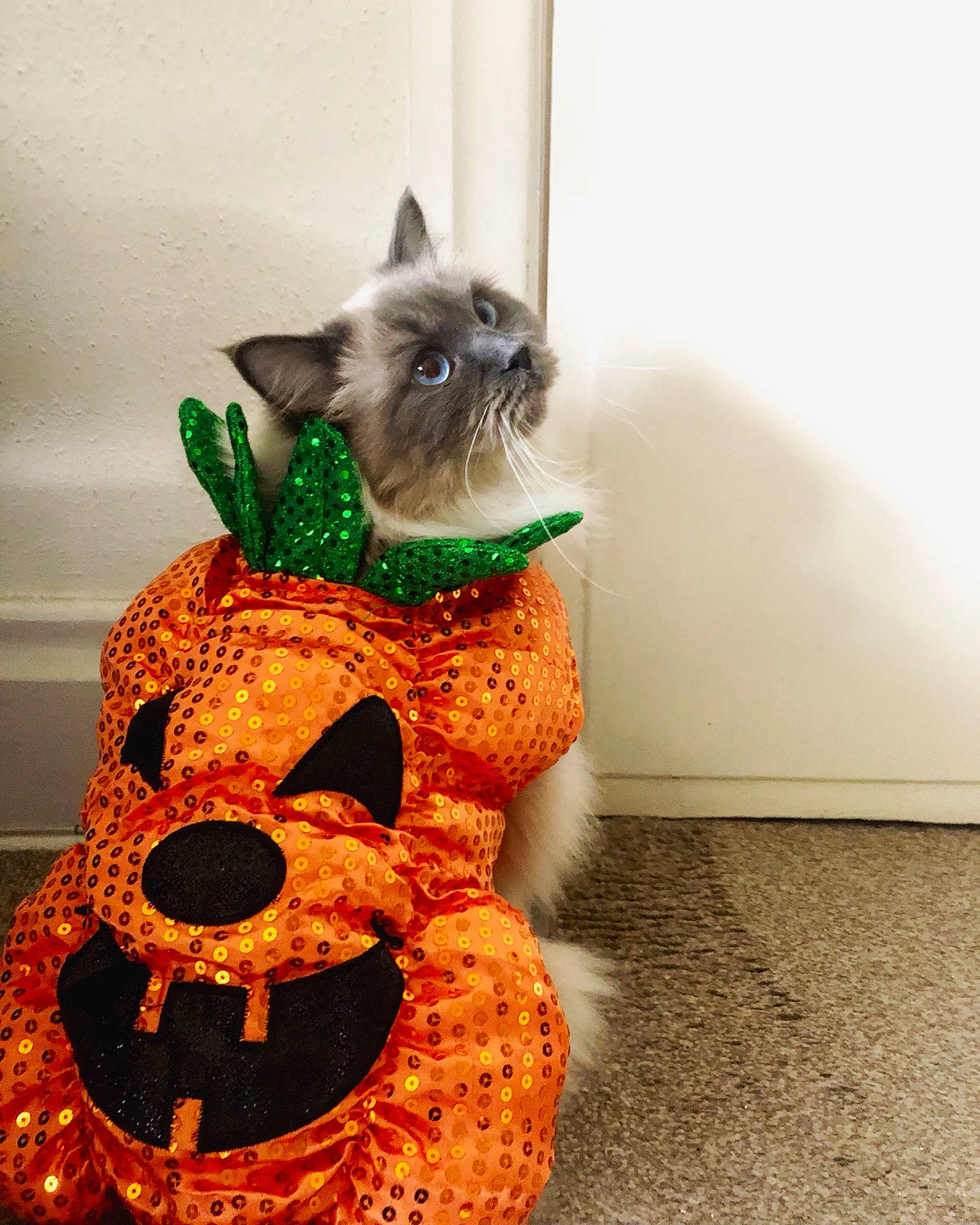 Dolly is registered to the contest to win money with this photo: art, calabaza, carnivore, cat, cat_supply, event, fawn, felidae, food, fur, mammal, orange, pet_supply, plant, pumpkin, siamese, small_to_medium_sized_cats, tail, vegetable, whiskers