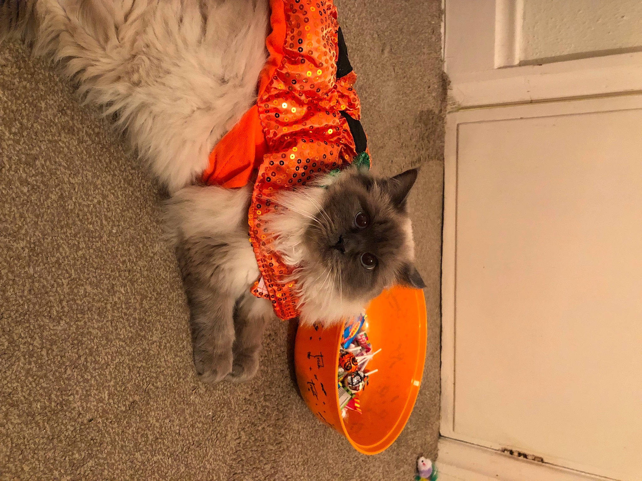 Dolly joined the competition — help win amazing prizes! canidae, carnivore, cat, comfort, companion_dog, dog_breed, domestic_short_haired_cat, fawn, felidae, fur, grey, orange, paw, plant, pumpkin, small_to_medium_sized_cats, snout, sporting_group, tail, whiskers