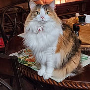 Callie is registered to the contest to win money with this photo: calico_cat, cat, chair, collar, cozy, dining_table, domestic, fluffy_fur, green_eyes, home_interior, lamp, mat, ornament, pet, plant, portrait, sitting, spice_shaker, table_setting, wooden_furniture