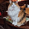 calico_cat, cat, chair, collar, cozy, dining_table, domestic, fluffy_fur, green_eyes, home_interior, lamp, mat, ornament, pet, plant, portrait, sitting, spice_shaker, table_setting, wooden_furniture