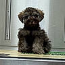 Titan is registered to the contest to win money with this photo: adorable, animal, brown, closeup, companion, curly_hair, cute, dog, domestic, face, fluffy, fur, indoor, mat, metallic_background, pet, puppy, sitting, small, young