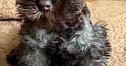 Titan is registered to the contest to win money with this photo: adorable, animal, blanket, companion, cozy, curly_hair, cute, dog, domestic, eyes, fluffy, fur, indoors, mammal, pet, portrait, puppy, sitting, soft, young