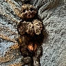 Titan is registered to the contest to win money with this photo: animal, blanket, brown, companion, cozy, cute, cute_pet, dog, fluffy, fur, indoors, lying_down, paw, pet, portrait, puppy, relaxed, sleepy, small_dog, soft_texture