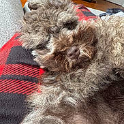 Titan is registered to the contest to win money with this photo: animal, black, blanket, brown_fur, close_up, comfort, cozy, curly_fur, cute, dog, fur, home, indoor, laying_down, pet, plaid_pattern, red, relaxed, resting, snout