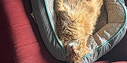 Frank is registered to the contest to win money with this photo: cat, orange_cat, pet_bed, sleeping, relaxed, fluffy, cozy, indoor, couch, red_couch, fur, whiskers, paws, home, domestic_cat, feline, cute, nap, comfort, resting