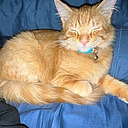 Frank is registered to the contest to win money with this photo: cat, ginger_cat, feline, pet, collar, bell, sleeping, curled_up, fluffy, fur, whiskers, pink_nose, blue_bedspread, indoor, cozy, relaxed, animal, cute, resting, domestic_cat