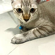 Winner is registered to the contest to win money with this photo: animal, blue_bell, cat, closeup, collar, curious, domestic_cat, ears, eyes, floor, fur, indoor, looking, paws, pet, resting, tabby, whiskers, white_floor, young_cat