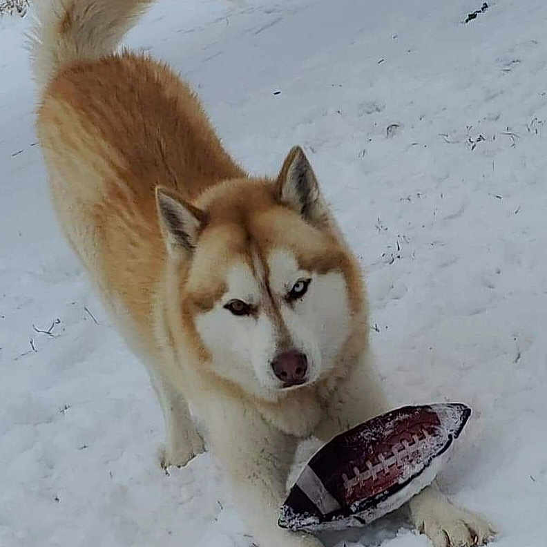 Rocco joined the competition — help win amazing prizes! animal, canine, dog, eskimodog, husky, nature, outdoors, pet, puppy, racket, snout, snow, sport, tennis, tennisracket, tire, wolf