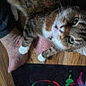 animal, bare_feet, bell, cat, close_up, collar, curious, floor, green_eyes, home, indoor, looking_up, paws, person, pet, playful, skin, tabby, texture, wooden_floor
