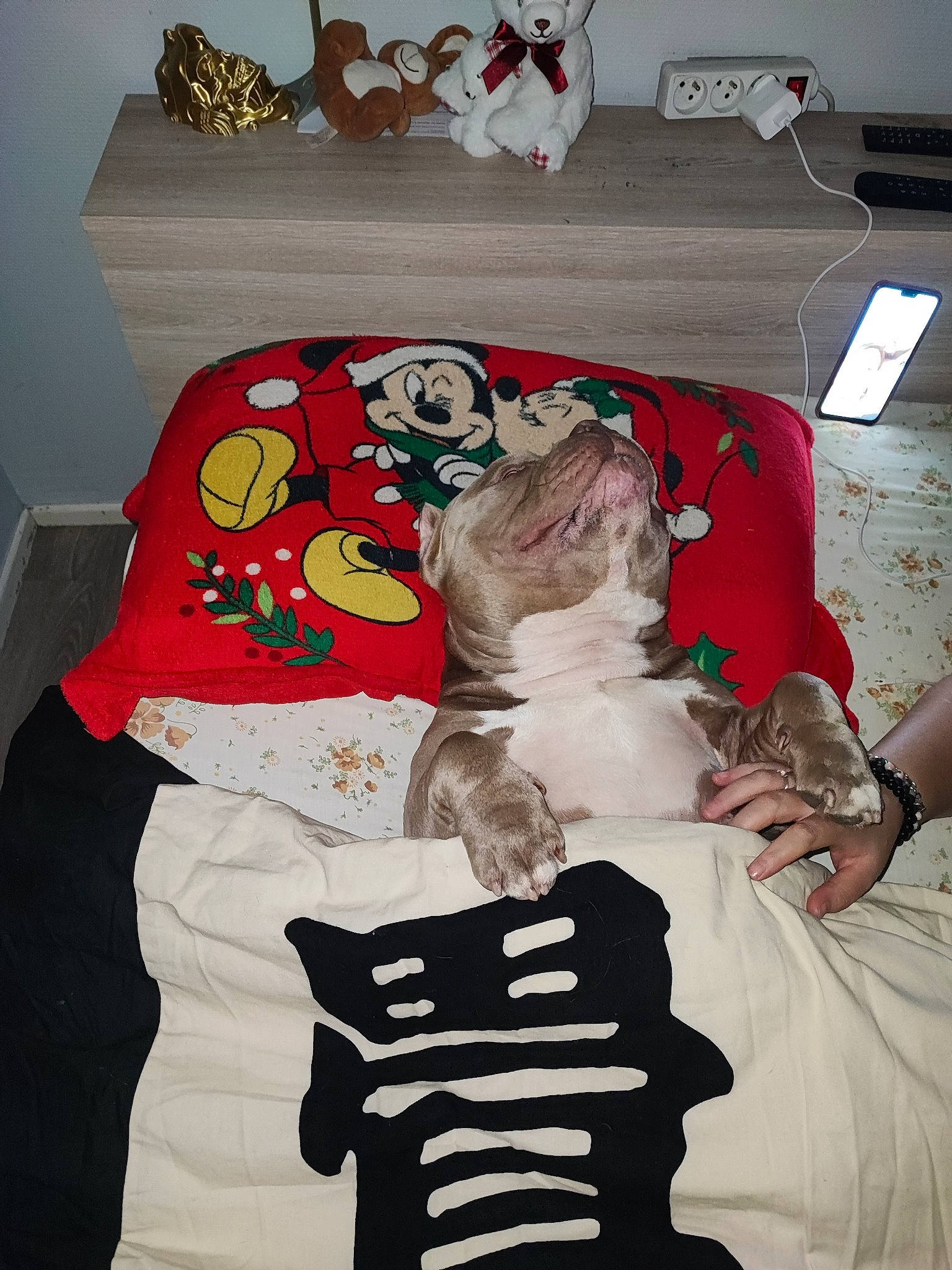 Napoléon participe au concours pour gagner de l'argent avec cette photo : box, canidae, carmine, companion_dog, costume, costume_design, event, fashion_design, felidae, fictional_character, fur, linens, pattern, room, small_to_medium_sized_cats, stuffed_toy, textile, toy, visual_arts, white