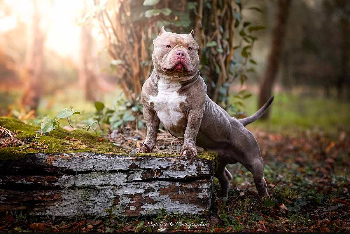 Napoléon participe au concours pour gagner de l'argent avec cette photo : branch, carnivore, companion_dog, dog, dog_breed, fawn, felidae, forest, grass, landscape, natural_landscape, plant, snout, sporting_group, tail, terrestrial_animal, tree, trunk, twig, wood