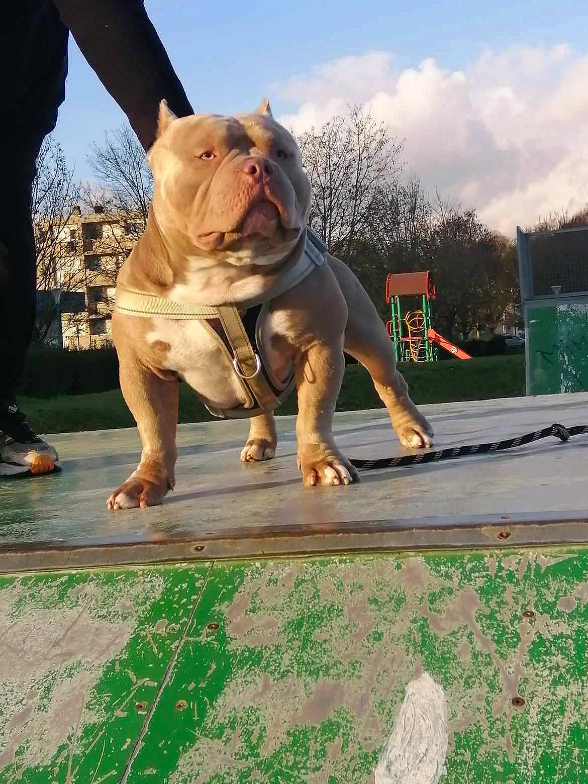 Napoléon a rejoint le concours — aidez-le/la à gagner de superbes lots ! bulldog, canidae, carnivore, cloud, companion_dog, dog, dog_breed, fawn, flooring, grass, leisure, rhinoceros, sky, snout, sporting_group, terrestrial_animal, tree, wood, working_animal, wrinkle