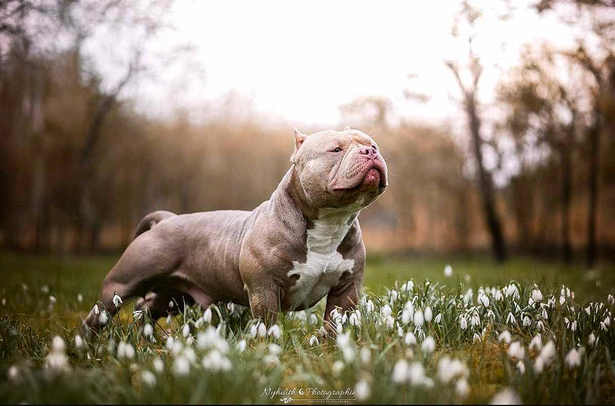 Napoléon participe au concours pour gagner de l'argent avec cette photo : canidae, carnivore, companion_dog, dog, dog_breed, fawn, flower, grass, grassland, landscape, meadow, natural_landscape, plant, prairie, sky, snout, sporting_group, terrestrial_animal, tree, whiskers