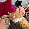 cat, orange_tabby, sleeping, pet, feline, whiskers, ears, fur, close_up, portrait, cozy, bedroom, blanket, pillows, pink_mug, person, tattoo, lap, relaxed, indoors
